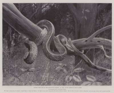 動物園での生活から学んだこと、南米のコライス・スネーク（リトグラフ 作： English School