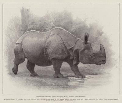 動物園での生活からの研究、インドサイ（リトグラフ 作： English School