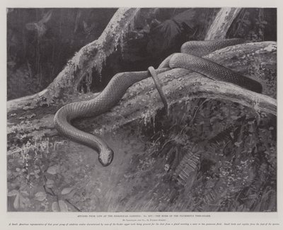 プラムバス・ツリー・スネークの故郷、動物園での生活から学んだこと (litho) 作： English School