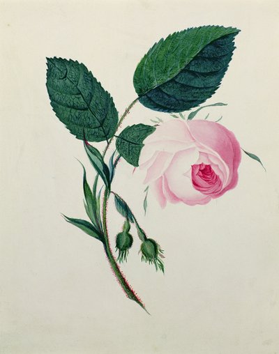 ピンクローズの研究、1820年頃（紙にトイレ） 作： English School