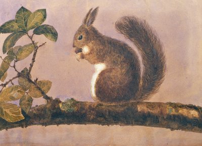 枝のリスの研究、c.1840（紙にトイレ） 作： English School
