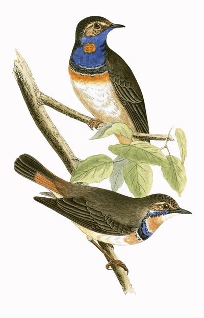 チャールズロバートブリー（1811-86）による「イギリスの島々では観察されないヨーロッパの鳥の歴史」からのイラスト 作： English School