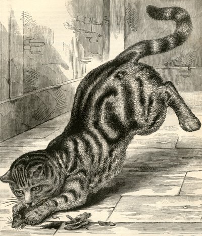 ネズミに飛びつくタビー猫 作： English School