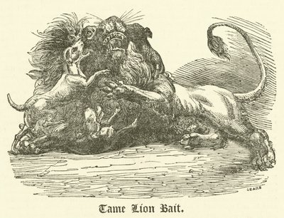 Tame Lion Bait（彫刻 作： English School