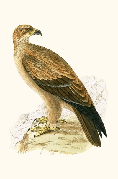 タウニーイーグル、チャールズロバートブリー（1811-86）による「英国の島々では観察されないヨーロッパの鳥の歴史」の図解、1867年発行 作： English School