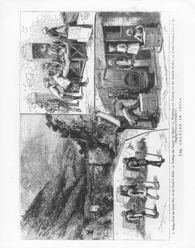 インドの茶文化、1883 作： English School