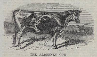 The Alderney Cow（彫刻 作： English School