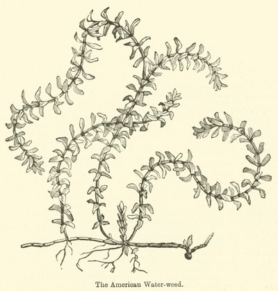 アメリカの水草（彫刻 作： English School