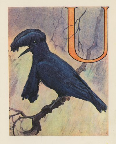 動物のABC：Uの文字、アンブレラ・バード（カラーリトグラフ） 作： English School