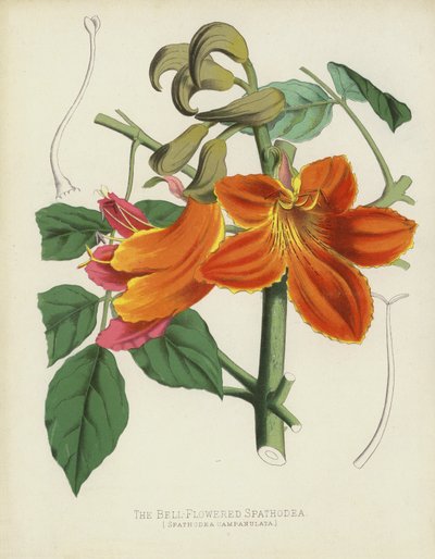 鐘花を咲かせるSpathodea、Spathodea Campanulata 作： English School