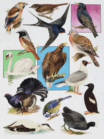 英国の鳥 作： English School