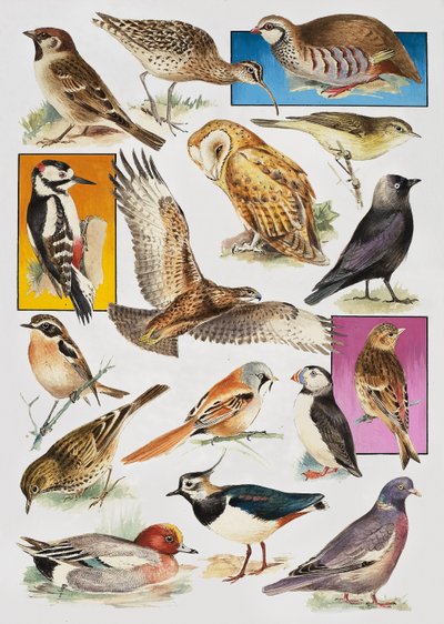 英国の鳥 作： English School