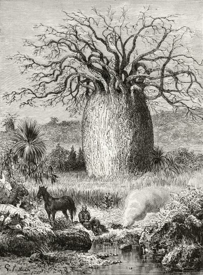 ハワードウィロビー著「オーストラリアの写真」のボトルツリー、ロンドン宗教宗教協会発行、1886年 作： English School