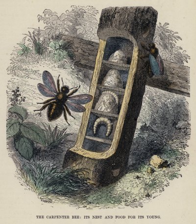 大工の蜂、その巣と子供の餌（カラー彫刻 作： English School