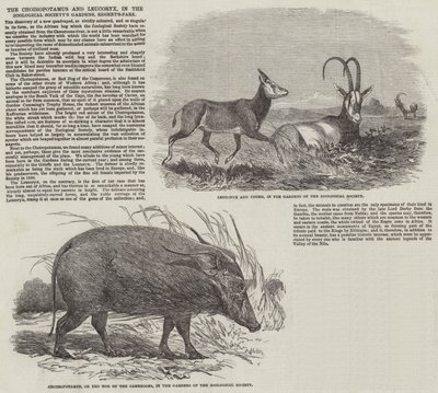 リージェンツ・パークの動物園にあるチョイロポタマスとリューコリークス（版画 作： English School