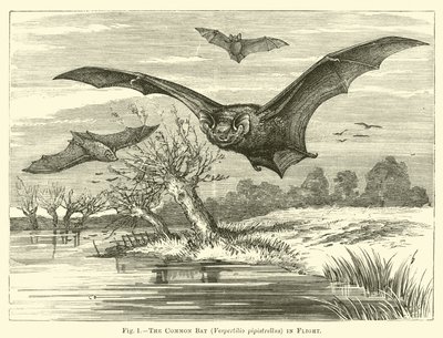 飛行中のコウモリ、Vespertilio pipistrellus 作： English School