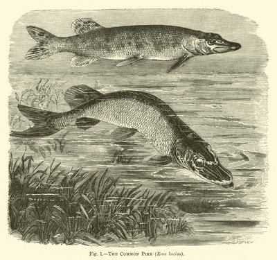 コモンパイク、Esox lucius 作： English School