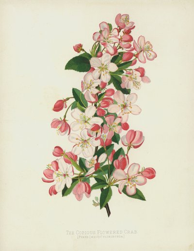 多量の花咲くカニPyrus（Malus）フロリバンダ 作： English School
