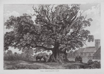 The Cowthope Oak (エングレービング) 作： English School