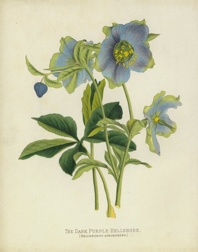 ダークパープルヘレボア、Helleborus Atrorubens 作： English School