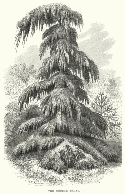 Deodar Cedar (エングレービング) 作： English School