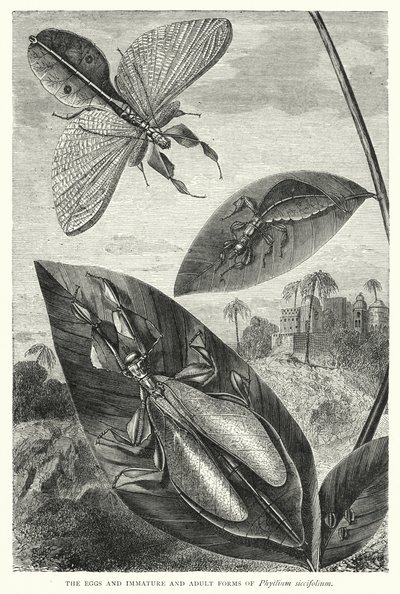 Phyllium siccifoliumの卵と未熟体および成体（エングレーヴィング） 作： English School