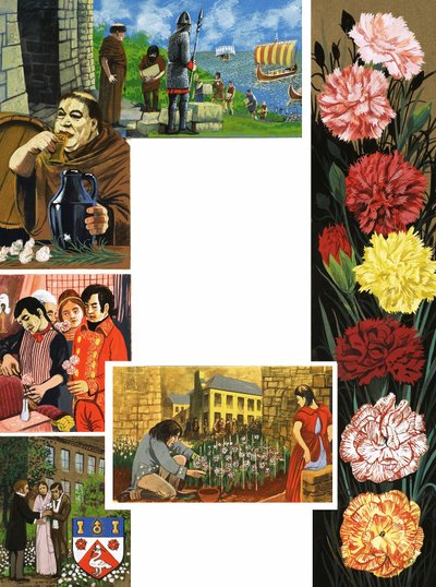 咲く花：明るいカーネーション 作： English School