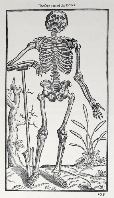 骨の前部、人間の歴史からの版、ジョンバニスター（1540-1610）発行、1578 作： English School