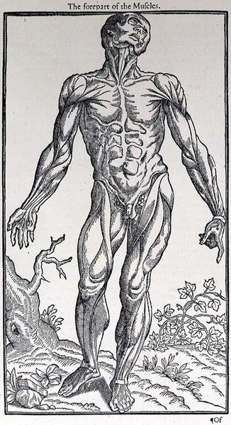 ジョン・バニスター（1540-1610）が出版した「人間の歴史」の中の「筋肉の前部」の図。 作： English School