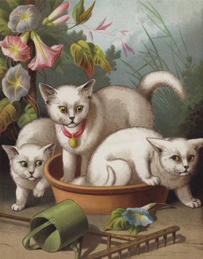 おびえた子猫 (クロモリソ) 作： English School