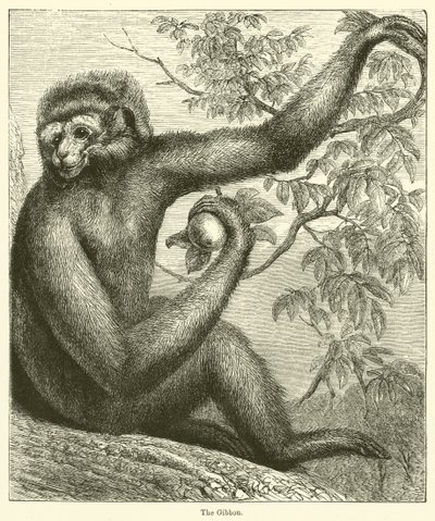 The Gibbon (エングレービング) 作： English School