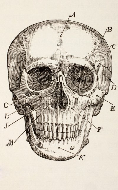 人間の頭蓋骨、1890年頃 作： English School
