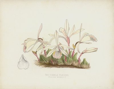 控えめなプレイオネ、プレイオネHumilis 作： English School