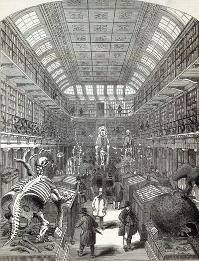 1845年10月4日、「The Illustrated London News」より、王立外科医大学のハンター博物館 作： English School
