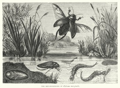 Dytiscus marginalisのMetamorphoses（彫刻 作： English School