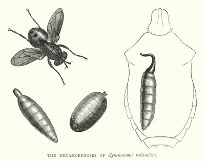 The Metamorphoses of Gymnosoma rotundata (e.g. the engraving) 作： English School