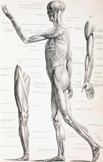 人体の筋肉、1890年頃 作： English School