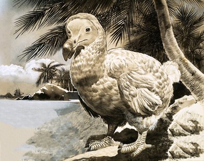 モーリシャスの謎の鳥（ドードー） 作： English School