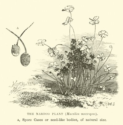 Nardoo植物、Marsilea macropus 作： English School