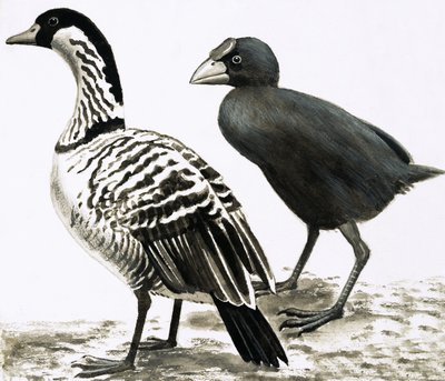 ネネやハワイガン、タカヘ鳥 作： English School