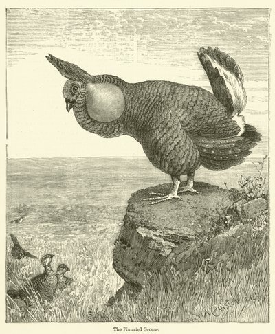 Pinnated Grouse (carving) 作： English School