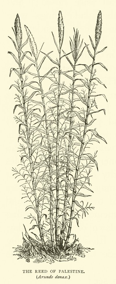 パレスチナの葦、Arundo donax 作： English School