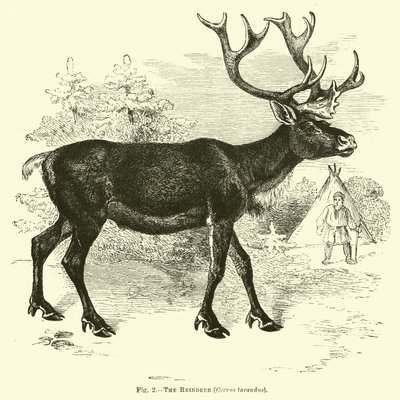 トナカイ、Cervus tarandus 作： English School