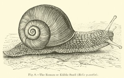 ローマまたはカタツムリ（Helix pomatia） 作： English School
