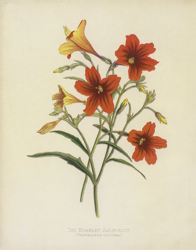 緋色のサルピグロット、Salpiglossis Coccinea 作： English School