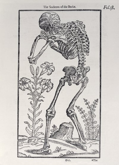 背骨のスケルトン、人間の歴史からの版、ジョンバニスター（1540-1610）発行、1578 作： English School