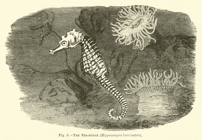 タツノオトシゴ、Hippocampus brevirostris 作： English School