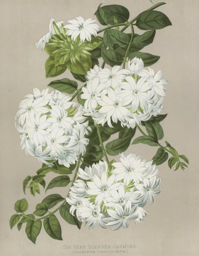 非常に細いジャスミン、Jasminum Gracillimum 作： English School