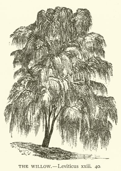 柳、レビ記、二十三、四十（彫刻 作： English School