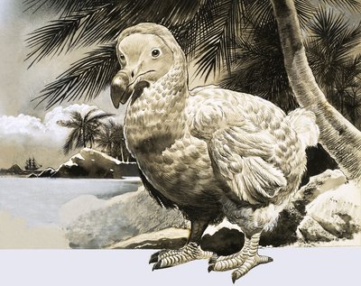 自然の世界：モーリシャスの謎の鳥（ドードー） 作： English School